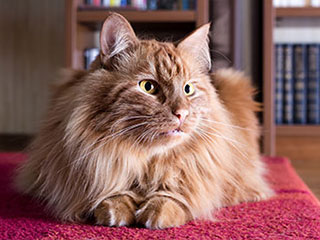 Pet Hair Removal | Malibu Carpet Cleaning Pet Hair Removal | Malibu Carpet Cleaning